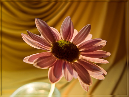 Tenderness Of Light - alone, lightining, art photo, pink, beautiful, still life, flower