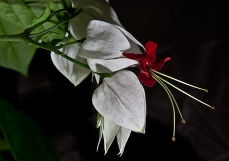 Clerodendrum - white, alone, art photo, beautiful, still life, flower