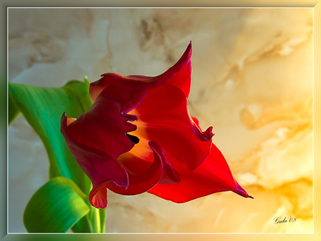 The Red - beautiful, red, art photo, tulip, still life