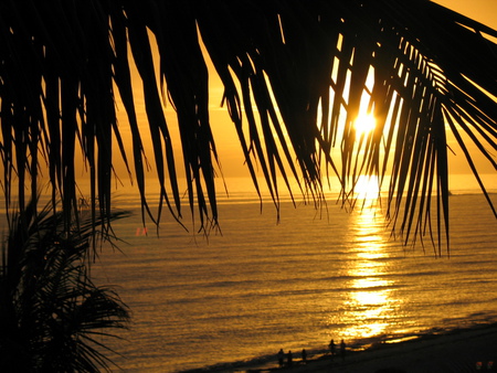 Sunset palm - palm, water, light, beach, sunset, nature, sun