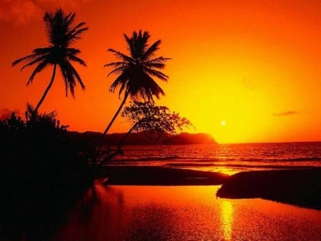 Red sunset - nature, sun, light, water, sunset, palm