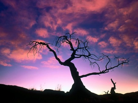 Sunset silohuette - water, light, tree, sunset, nature, sun