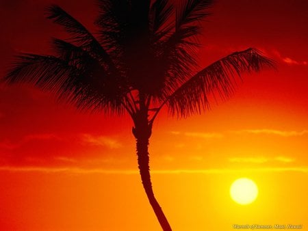 Sunset - palm, water, light, sunset, nature, sun