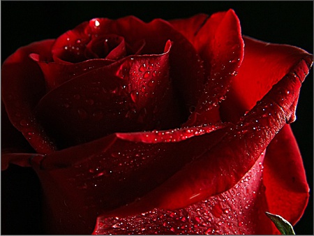 The Rose In Tears - raindrops, beautiful, red, art photo, rose, still life, closeup