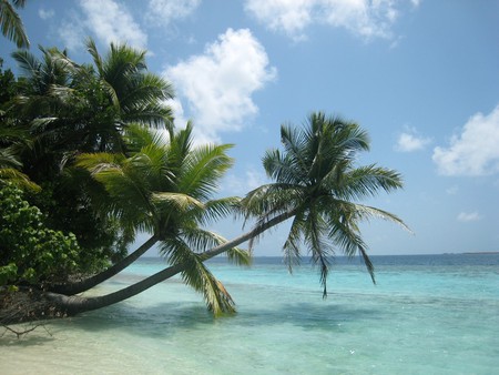 Exotic Beach - palms, beach, beautiful, art photo, ocean