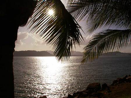 Canal sunset - palm, water, light, sunset, nature, sun