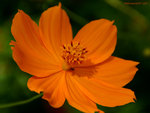 Orange flower