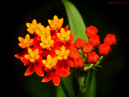 Wild beauty - red, flower, black, orange, nature, petal