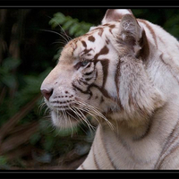 White tiger ...
