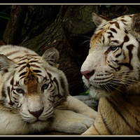 Two white tiger