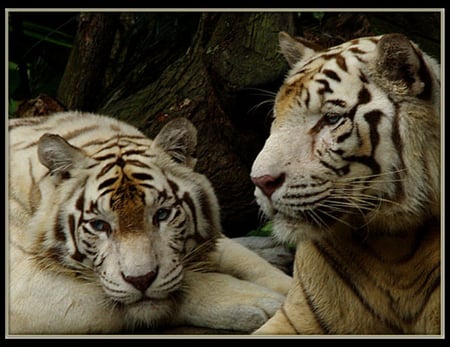 Two white tiger - white, animals, cats, beautiful, tiger