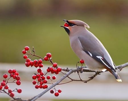 It's bigger than I thought! - birds, colors, popular, grey, autumn, red, green, cute, animals