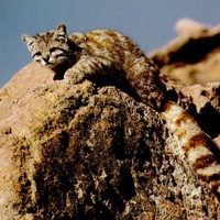 Andean Mountain Cat