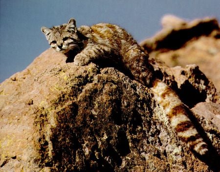 Andean Mountain Cat - wild cat species, animal, wilcat, cat