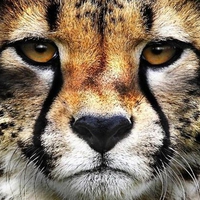 Cheetah