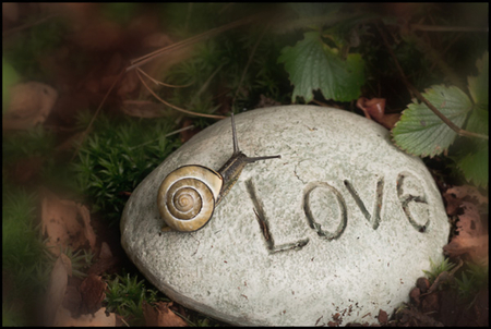 Looking for love - snail, love, stone, nature, looking