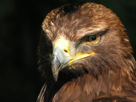 Eagle - brown, beak, prey, large, bird