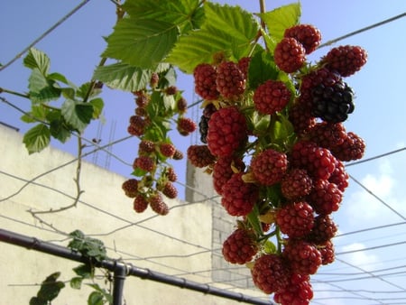 Strawberry red - strawberry, barbed, red, climber