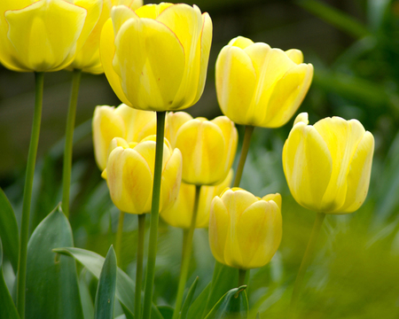 Yellow Tulip