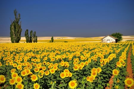 Sunflowers - fields, sky, sunflowers, trees, popular, wallpaper, field, nature, yellow, house, flower fields