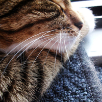 Sweet cat
