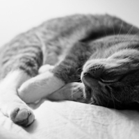 Sleeping Cat