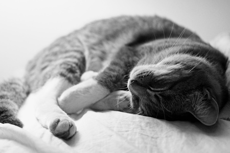 Sleeping Cat - sleeping cat, cute, animals, cat