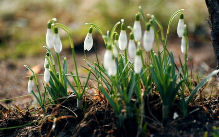 Snowdrops - nature, snowdrops, flowers, spring