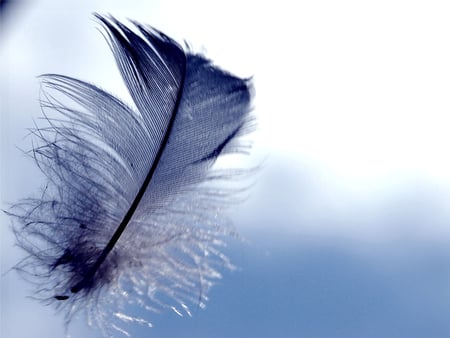 Blue Feather - abstract, blue feather, feather, blue