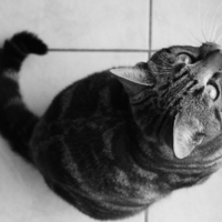 Curious Cat