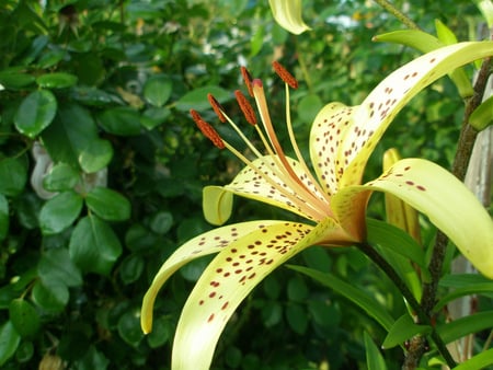 Yellow Lily - nature, flowers, lily, yellow lily