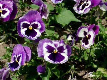 Delta violets - garden, violet, flower, purple