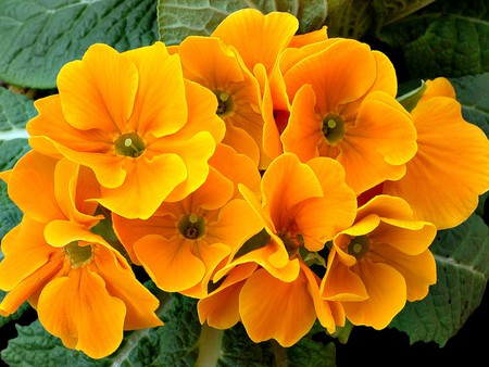 Primula-Aka - flower, yellow, bouquet, primula-aka