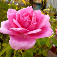 Pink rose