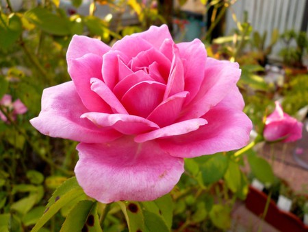 Pink rose - nature, rose, flower, pink