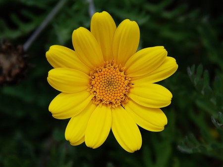 Yellow-Chamomile - flower, yellow, nature, chamomile