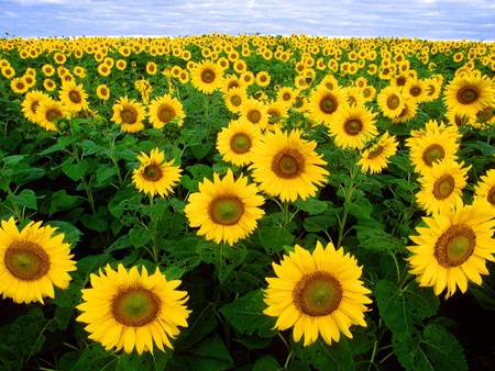 Sunflowers - flower, field, yellow, nature, sunflower