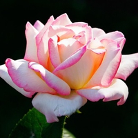 Pink rose