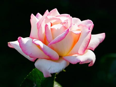 Pink rose - black, rose, flower, pink