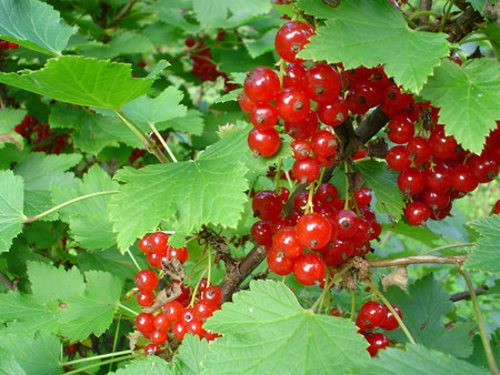 berries - berries, red, bushes, green