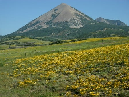 Yellow-Wildflowers-Colorado-Wing-Chi-Poon - flower, colorado, field, nature, mountain