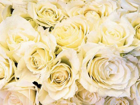 white roses - white, wedding, purity, roses, flowers