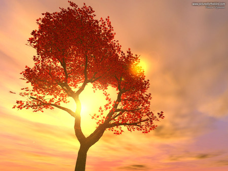 Majestic tree - sky, tree, sunset, light