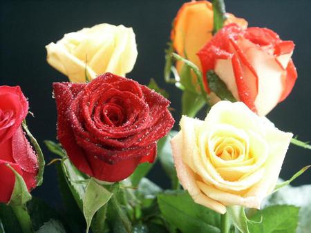 roses - roses, pink, red, orange, green