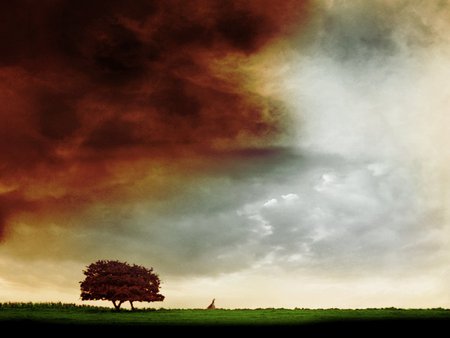 Tree on field - field, sky, tree, grass