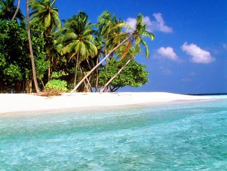 Trade-winds--Maldive Islands - palm, maldive island, beach, sea, nature