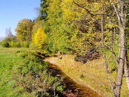 autumn forest - nature, autumn, forest, trees