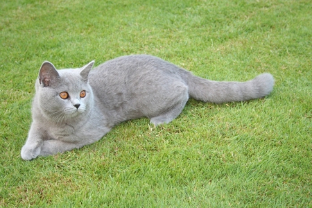 Grey cat on grass - cat, nature, grass, kitten