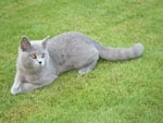 Grey cat on grass