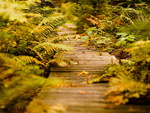 Autumn path